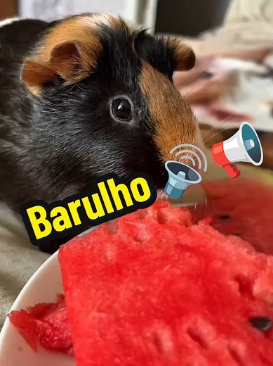 Os Sinais Comunicação dos Porquinhos da Índia