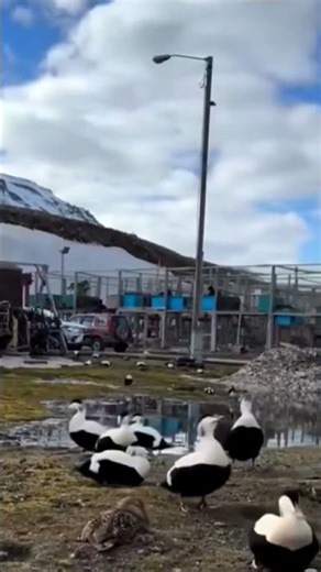 Funny Eider Duck Calling Moments – You Won’t Believe This! 🤣🦆