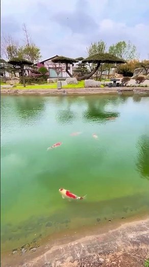 Discovering Koi in Their Natural Habitat.