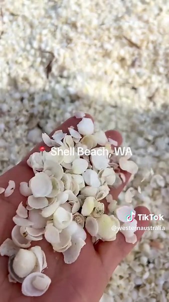 Discover Shell Beach: Australia's Unique Coastal Gem