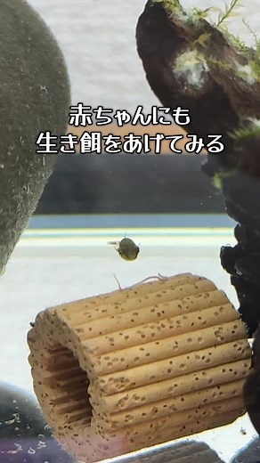 生き餌を食べないこはいないね☺️ イトミミズがなかなか売ってなかったりするから大変。 イトミミズの飼育はとりあえず一旦たたんだのですが、なんとかして長期保存をしたいと思ったりしています。 #飼ってる気持ちになれる動画 #アベニーパファー #マジコリウム #生き餌 #イトミミズ