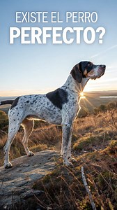 246K views · 7.3K reactions | Comenta si crees que existe el perro perfecto #dogs #HuntingLegacy #hound #hunting #OutdoorAdventure #HunterLife | Hunting Legacy | Facebook
