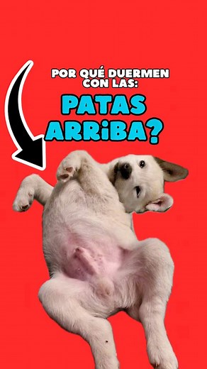 982K views · 30K reactions | Por que duermen con las patas arriba? #dogs #dogsofinstagram #perros #animals #usareels #Mascotas #perrosfelices #mexico #usareels #usa | Mundo Animal | Facebook