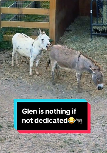 Glen the Donkey: Dedicated Breeding Behavior Explained