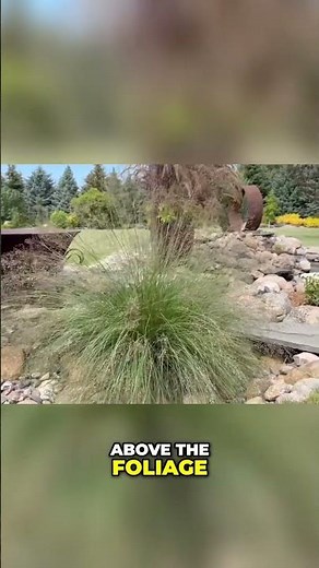 Prairie Dropseed Grass