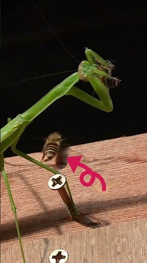 Courageous Honeybee Knocks Praying Mantis Off Balance