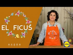 El Ficus 🌱🌿 | El Jardín De Lidl | Lidl España