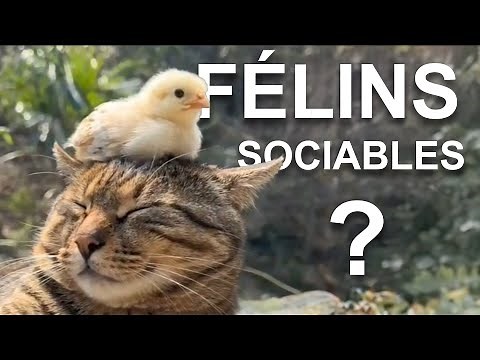 FÉLINS SOCIABLES ?