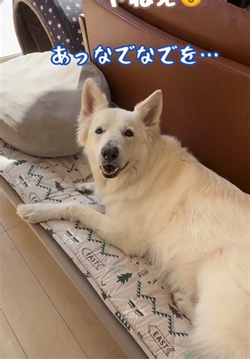 まくらで眠る大型犬の癒し動画