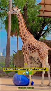 The Journey of a Giraffe 🦒💖 #animals