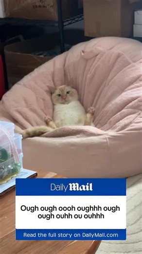 Bobo Cat 🐈🍼🧿 on Instagram: "Just In: Bobo is on his beanbag yet again 😲😲😲 #BoboCat #Flamepoint #CatVideos #CatMemes #DailyMail"