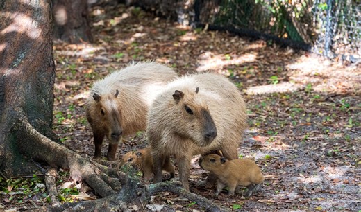 Palm Beach Zoo welcomes three new capybara pups, see photos, video