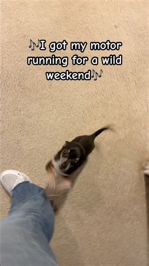 When Friday finally gets here and Peanut is READY for the weekend😂Anybody else feel this excited?!