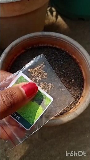 How to grow kochia from seeds #shorts #plants #kochia