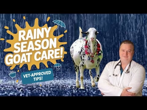 Top Veterinarian Reveals Best GOAT Care Techniques for Rainy Season