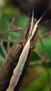 What Shrimp Keepers Need To Know About Bamboo & Vampire Shrimp MOLTING