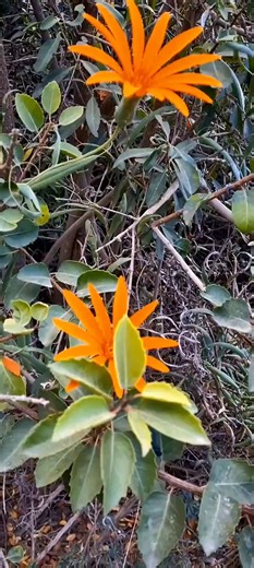 🟥 🪴 The Mutisia plant, often called Chinchircuma, is a striking Andean climber belonging to the Asteraceae family. Its vivid orange, pink, and reddish blooms are not just ornamental.🎞 @elcalaverita🔁 ❤️ - Greatly Appreciated They’re ecological beacons attracting hummingbirds and pollinators across high-altitude regions of South America. Botanically, Mutisia features elongated petals and lanceolate leaves, thriving in full sun and well-drained soils.Propagation occurs through seeds or rooted c