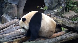 11K views · 2.5K reactions | Welcome to the latest panda fitness class. Our top coach, Qing Qing, is going to give a lecture about buttock workout. Just follow him to take the exercise~ #HiPanda #CCRCGP | iPanda | Facebook