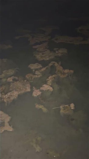 Water snake? Lake Blackhawk #blackhawk