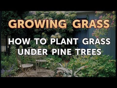How to Plant Grass Under Pine Trees