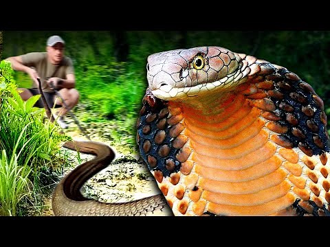 Meet the World's Largest Venomous Snake