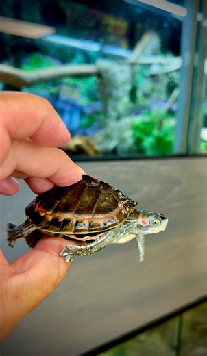 Tiny PINK Turtle with a SHARK FIN! 🤯#rareanimals #babyturtle #gardenstatetortoise #turtles #funnyanimals #strangepets #pangshura #wildlifeplanet | Garden State Tortoise