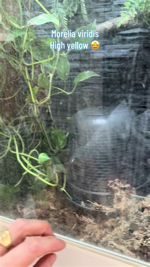 #morelia #viridis #baumpython #qualitytime #phyton