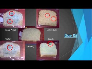 Moldy Bread Experiment Final J.L 418
