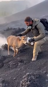 Deer Rescue Near Volcano 🎬 This video was produced by Network Media and The Astrit Channel | Simulated Reality