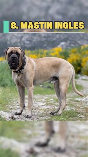 😨 This dog can weigh over 100 kilos