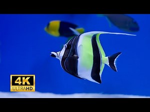 Moorish Idol 4k Most Beautiful Fish in Deep Sea