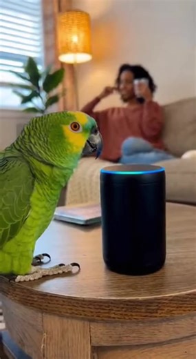 Funny Talking Parrot Moments That Will Make You Laugh