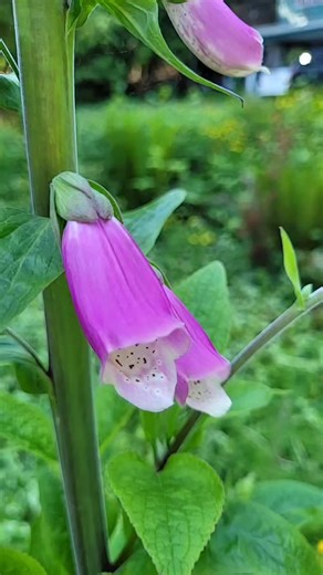 that foxglove is atleast 7 feet tall!!! #fyp #flower #dragking