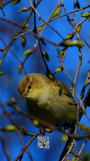 Chiffchaff call song,Gransanger sang,Пеночка-теньковка голос,pouillot véloce chant,zilpzalp #shorts