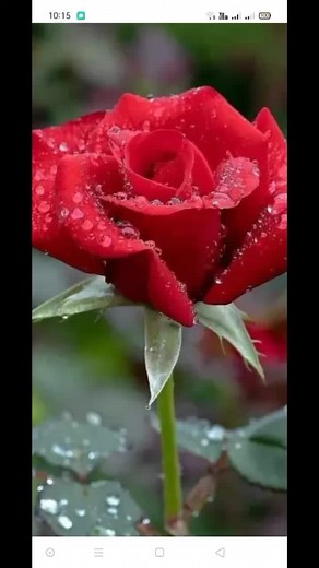 Roses and Floral Arrangements in Nature's Beauty