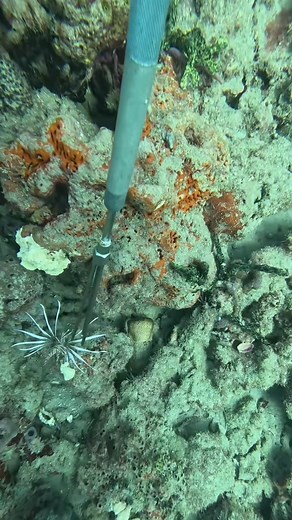 54K views · 1.2K reactions | Sock puppets and shish kebabs! Or should I say Lio | Lionfishextermination | Facebook