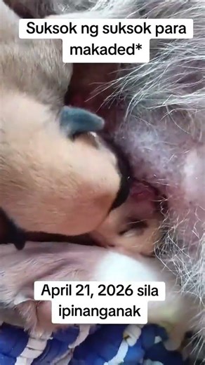 #subscribe #pets #trending #dogs