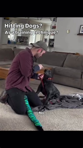 Hitting dogs to train them? Idk, not my thing. I also think setting up dogs to fail is problematic… if a dog is so uncomfortable with strangers that the stranger needs to wear bite gloves and sit on the ground to interact might not be a good idea to drag the dog by the toy or leash towards that person. Also not crazy about setting up my guinea pigs for a face bite. #dogtraining #dogtrainer #balancedtrainer