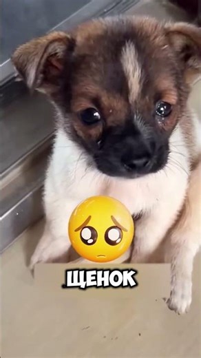 Он попытался ходить по воде… И то, что произошло, всех удивило 😱🌊 #short