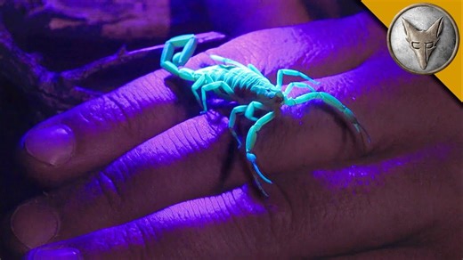 Will It Sting? The Scorpion Challenge