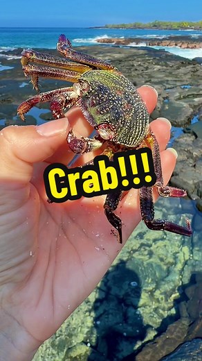 Do Crabs Have Skin? Why Crabs Molt and Leave Their Shell