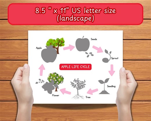 Activité cycle de vie de la pomme pour les enfants - Amusante et éducative à imprimer - Etsy France