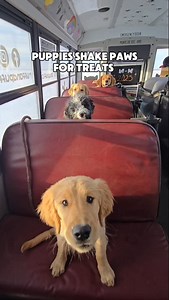 1M views · 27K reactions | Testing the crew to see who knows shake a paw!  How do you think they did?! 凉 | ruffandpuffyyc | Facebook