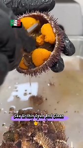The Amazing Uses and Health Benefits of Sea Urchins. Watch This! #highlight #seaurchins #USES #healthbenefits #manaypeps | Efigenia Lustre