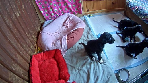 Live Puppy Camera - Great Dane Puppies - Nursery cam | Explore.org