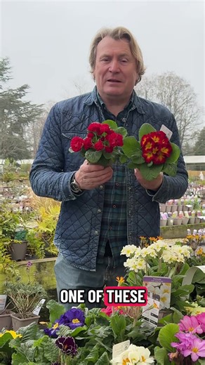 Did you know the name Primula comes from the Latin primus, meaning “first”? These are often the very first stars of the garden, flowering from late winter into spring and that timing is critical. Even more fascinating… winged pollinators often prefer the nectar from one type of primula over another. Not all flowers are equal in the eyes of a bee. On mild winter days, when food is scarce and bees emerge searching for sustenance, those early-flowering primulas can be a genuine lifeline, particular