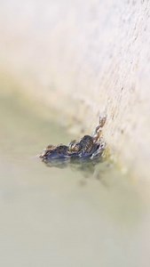 🌎For Earth Day we want to present the natural composers! 🎶Listen up, because these little creatures have a lot to say. 🐸Here in Joshua Tree National Park, we have two species of amphibians. The red-spotted toad and the California tree frog featured in this video! 💧They might be hard to spot but where there is water, there is life. Although there isn’t much of it in the desert, you’ll usually find standing water after heavier rains and is short-lived. Keep your ears open for their calls, espe