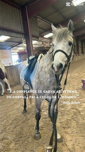 #abonnetoi #horse #equestrian #cheval #confiance #humain #kantum