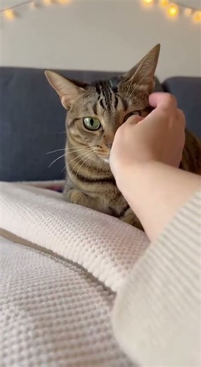 【目指せ猫ミーム】飼い主の腕を噛んだまま、ハッとした表情でカメラを見つめて固まる猫#cats #short #猫 #cat