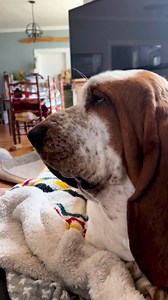 Teaching a Basset to howl 101 #bassethoundcommunity #dog #bassethoundlife #bassethound #bassethoundlove #bassethoundmoments #virals #bassethoundpuppy #bassethounds #bassethoundsofinstagram | Basset Hound Lover